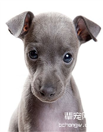 灵缇