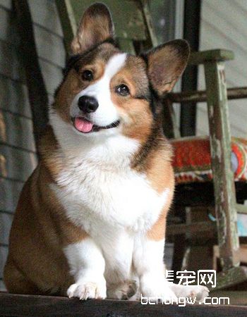 彭布罗克威尔士柯基犬