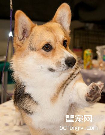 彭布罗克威尔士柯基犬