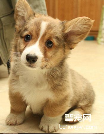 彭布罗克威尔士柯基犬