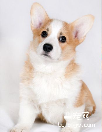彭布罗克威尔士柯基犬