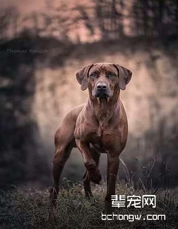 罗得西亚脊背犬