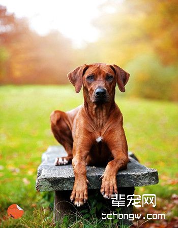 罗得西亚脊背犬
