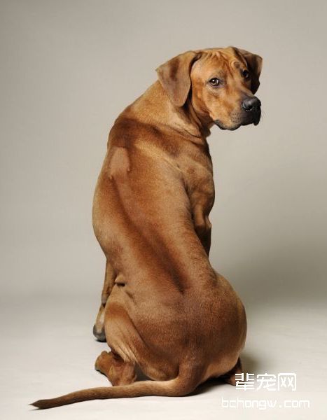 罗得西亚脊背犬