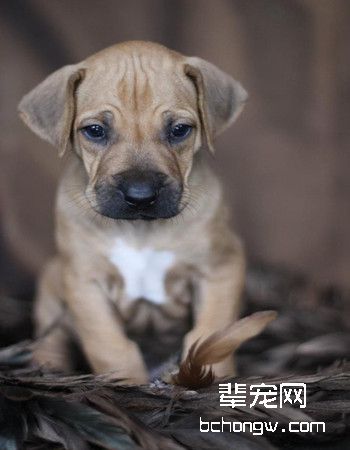 罗得西亚脊背犬