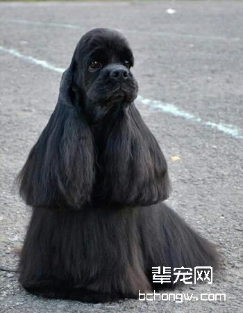 美国可卡犬