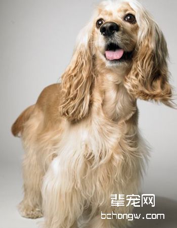 美国可卡犬