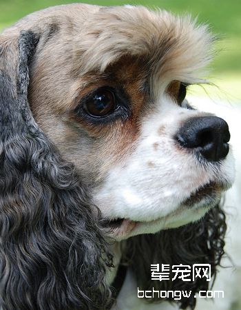 美国可卡犬