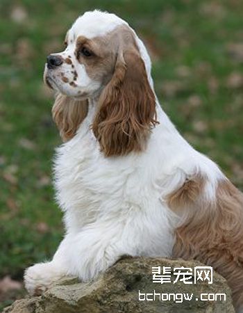美国可卡犬