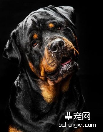罗威纳犬