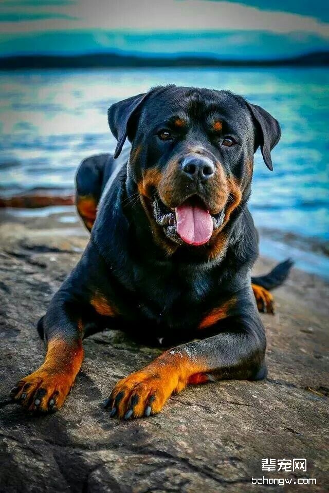 罗威纳犬