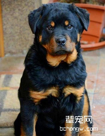 罗威纳犬
