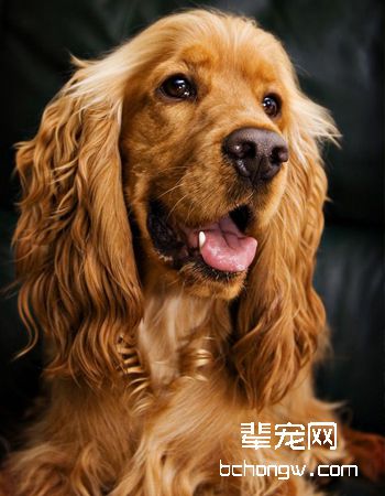 英国可卡犬