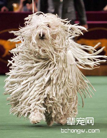 可蒙犬
