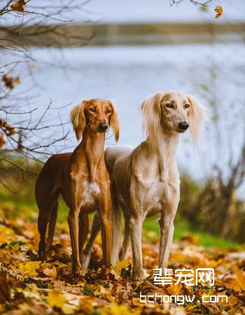 萨路基犬
