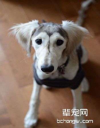 萨路基犬