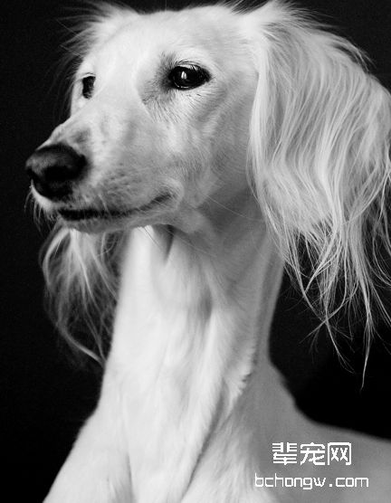 萨路基犬
