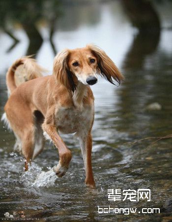 萨路基犬