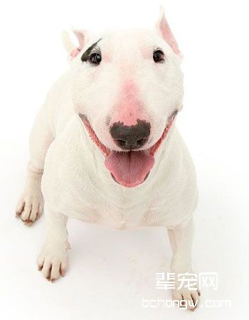 迷你牛头梗
