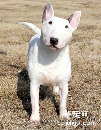 迷你牛头梗