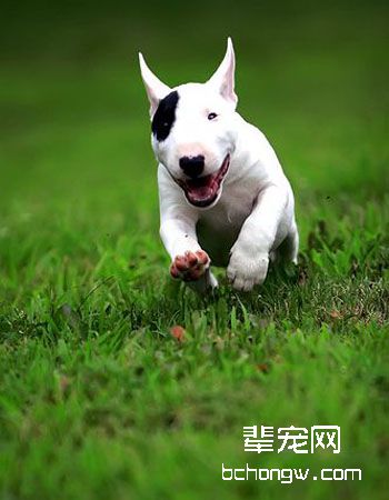 迷你牛头梗