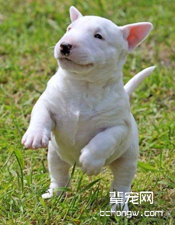 迷你牛头梗