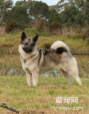 挪威猎糜犬
