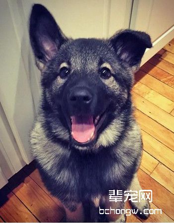 挪威猎糜犬