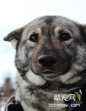 挪威猎糜犬
