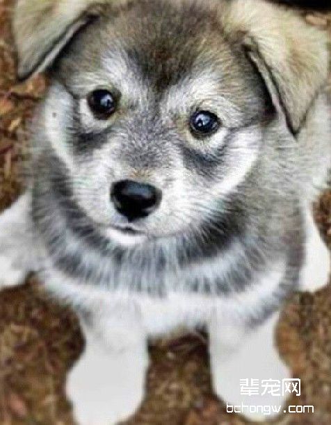 挪威猎糜犬