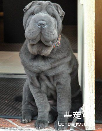 中国沙皮犬