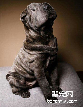 中国沙皮犬