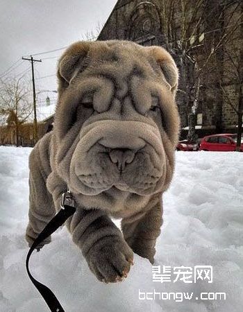 中国沙皮犬
