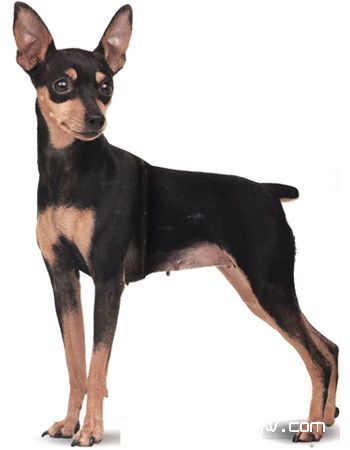 鹿犬/小鹿犬