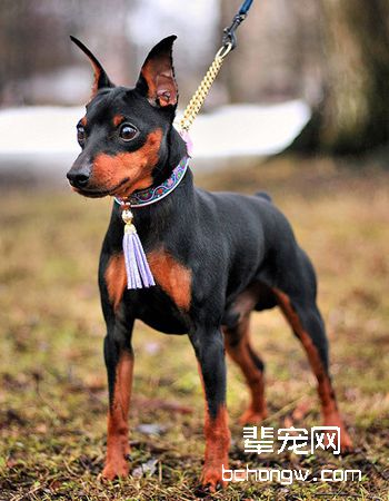 鹿犬/小鹿犬
