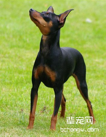鹿犬/小鹿犬