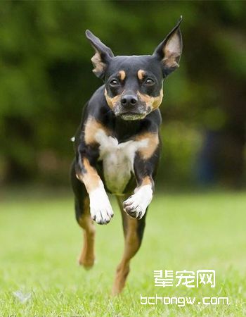 鹿犬/小鹿犬