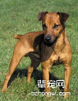 帕特大勒梗
