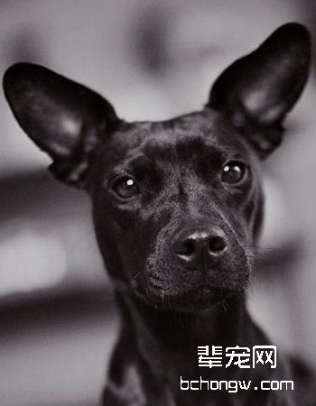 帕特大勒梗