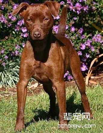 帕特大勒梗