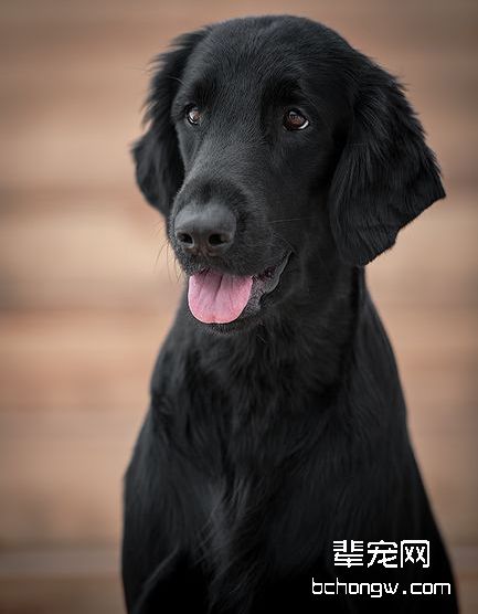 平毛寻回猎犬