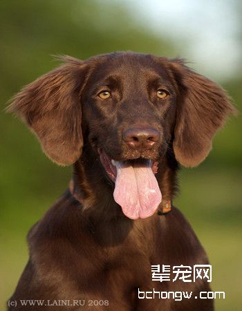 平毛寻回猎犬