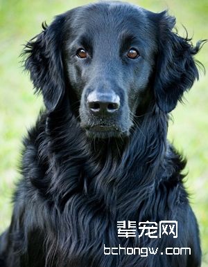 平毛寻回猎犬