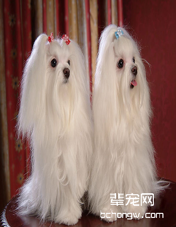 马尔济斯犬/玛尔基斯...