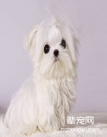 马尔济斯犬/玛尔基斯...