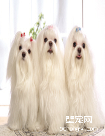 马尔济斯犬/玛尔基斯...