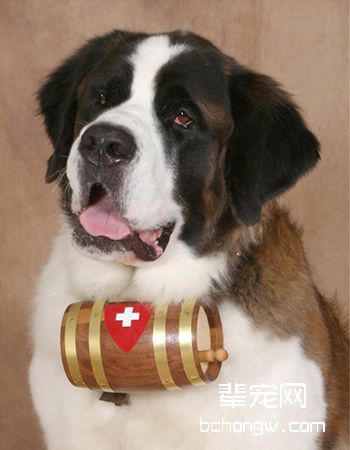 圣伯纳犬