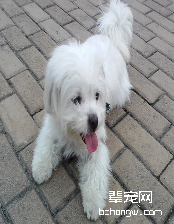 马尔济斯犬/玛尔基斯...