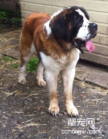 圣伯纳犬