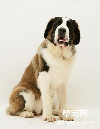 圣伯纳犬